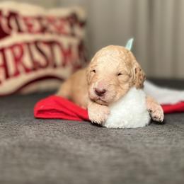 Goldendoodle Puppies from S_and_b_doodles
