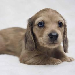 Rigatoni - Dapple male Dachshund puppy in Zephyrhills, Florida from Dapper Doxies