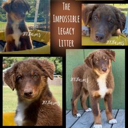 6 Legend - Red tri-color male Australian Shepherd puppy in Huntington, Texas from JKKJ Farms, LLC