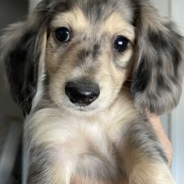 Dachshund Puppies from STORIED DOXIES