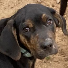 Pippin - Catahoula Leopard Dog