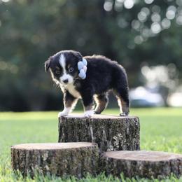 Bean - Black tri male Miniature Australian Shepherd puppy in White Oak, Texas from Triple Lake Ranch Miniature Australian Shepherds