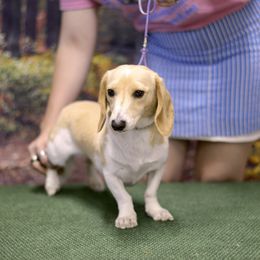 Tallulah - Dachshund