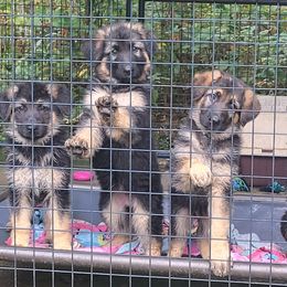 Belgian Tervuren and German Shepherds from Pine State Shepherds