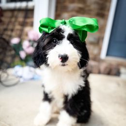 Freckles - Black and white female Sheepadoodle puppy in Marion, Ohio from Doodles & Doxies