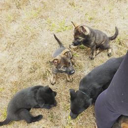 German Shepherd Puppies from Rose Valley German Shepherds