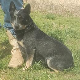 Australian Cattle Dogs and Australian Kelpies from Cedar Rock Heelers and Kelpies