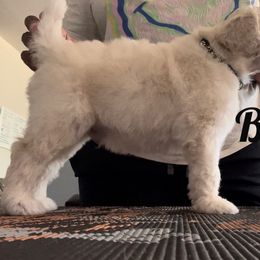 Poodle Puppies from Tyler Family Poodles
