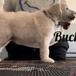 Poodle Puppies from Tyler Family Poodles