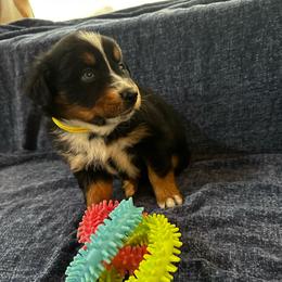 Truffle - BTF - Black tri-color female Australian Shepherd puppy in Duluth, Minnesota from Frozen Nort Aussies
