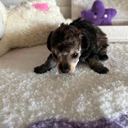 Poodle puppies from Caloosa Toy Poodles