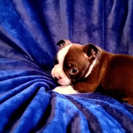 Boston Terrier Puppies from The Christian Bostons