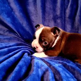 Boston Terrier Puppies from The Christian Bostons