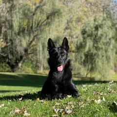 Shade - German Shepherd
