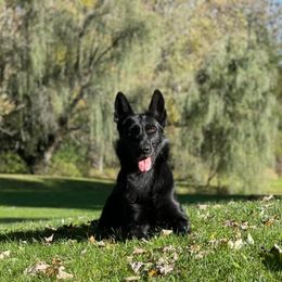 Shade - German Shepherd