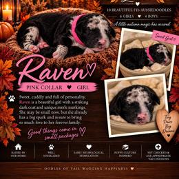 Raven - Blue merle female Aussiedoodle puppy in Taylor, Missouri from Pawsitively Doodles