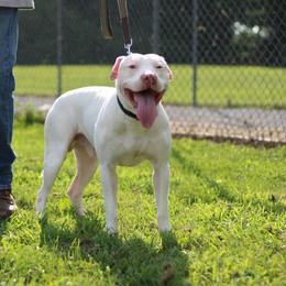 Bhoot - American Pit Bull Terrier