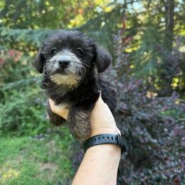 Jaque - Black and tan male Yorkipoo puppy in Henderson, North Carolina from Dorans Danes and Doodles