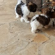 Mi-Ki Puppies from Wellspring Mi-kis