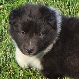 Stella - Black and white female Shetland Sheepdog puppy in Luray, Missouri from Krayola Shelties