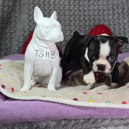 Patrick - Black brindle and white male Boston Terrier puppy in Millers Creek, North Carolina from Tumbling Shoals Hilltop Bostons