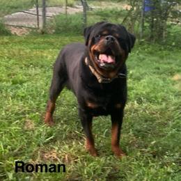 Roman - Rottweiler