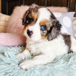 Girl 1 - Merle female Cavapoo puppy in Junction, Utah from City Creek Cavapoos
