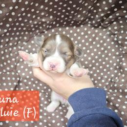 Luna - Blue female Pembroke Welsh Corgi puppy in Orrtanna, Pennsylvania from Mountain Top Shepherd's