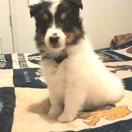 Blue - Black white and tan male Shetland Sheepdog puppy in Los Lunas, New Mexico from Stafford Shelties