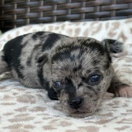 Cookie - Merle female Chihuahua puppy in Beckemeyer, Illinois from Guardian’s of the Chihuahuas