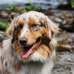 Ares - Australian Shepherd
