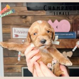 Champagne - Red  female Goldendoodle puppy in Hilton, New York from The House of Goldendoodle