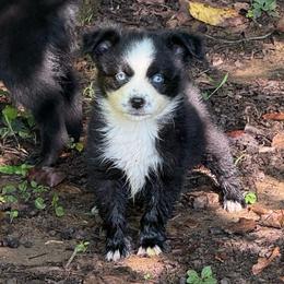 Boone - Black & white male Miniature Australian Shepherd puppy in Patterson, North Carolina from DreamLine Aussies