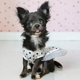 AKC Blue Girl xxs - Blue female Chihuahua puppy in Brooklyn, New York from Nadezhda's Chihuahuas