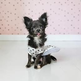 AKC Blue Girl xxs - Blue female Chihuahua puppy in Brooklyn, New York from Nadezhda's Chihuahuas