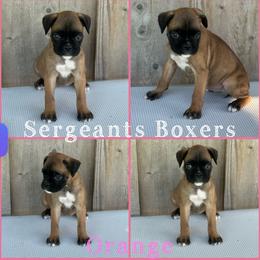 Orange - Fawn female Boxer puppy in Madisonville, Texas from Sergeant's Boxers