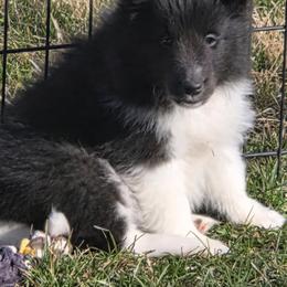 Crew - Black and white male Shetland Sheepdog puppy in Luray, Missouri from Krayola Shelties
