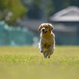 Maggie - Golden Retriever