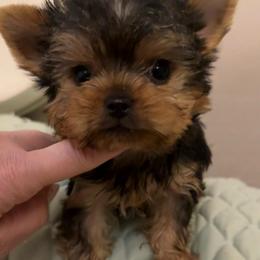 Berta - Blue and gold female Yorkshire Terrier puppy in San Diego, Temecula, Ontario, California from Yorkie & Maltese Royalty