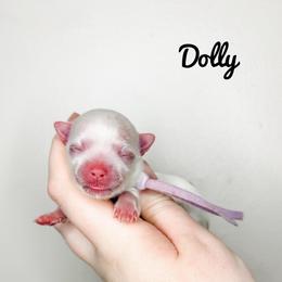 Dolly - Purple Girl - White female Maltese puppy in Morehead, Kentucky from Paw Perfect Pets