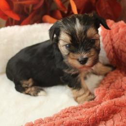 Finn - Black and gold male Yorkshire Terrier puppy in Eastland, Texas from Peach Yorkies