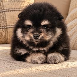 Boy 1 - Black and tan parti male Pomeranian puppy in Boca Raton, Florida from Poms of The Shire