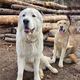 Fauna - Central Asian Shepherd Dog