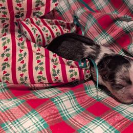 Frostie - Blue merle female Pomeranian puppy in Comer, Georgia from HillTop Pomeranians ✨