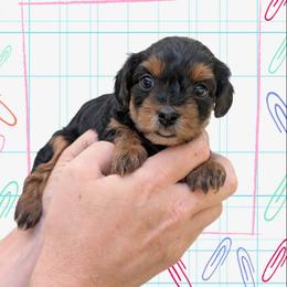 Sunday - Black and tan female Yorkipoo puppy in Coshocton, Ohio from Forever Family Puppies