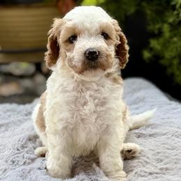 Teal Collar - Apricot female Australian Labradoodle puppy in Coeur D'alene, Idaho from Lake City Labradoodles