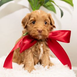 Jinu (Male) - Caramel male Australian Labradoodle puppy in Tucson, Arizona from Saguaro Blossom Doodles