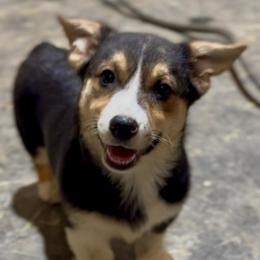 ORANGE girl - Black and tan female Pembroke Welsh Corgi puppy in Milan, Indiana from Cedar Ridge Corgis