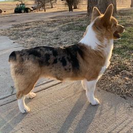 Pembroke Welsh Corgi All Grown Up from Lindsey Martin