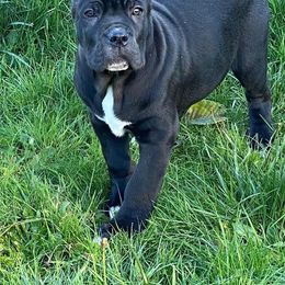 Cane Corso Puppies from Knights of Valor Cane Corso Kennel